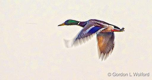 Mallard In Flight_DSCF19878.jpg - Mallard Duck (Anas platyrhynchos) photographed at Kilmarnock, Ontario, Canada.